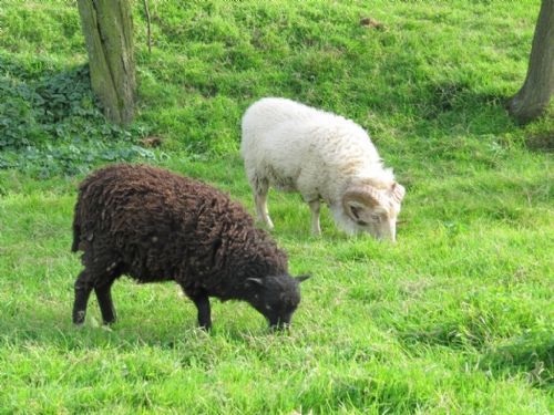 Krmíme ovečky na ekofarmě